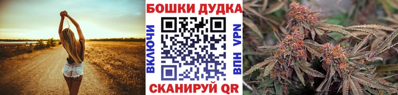 Конопля сатива Волхов